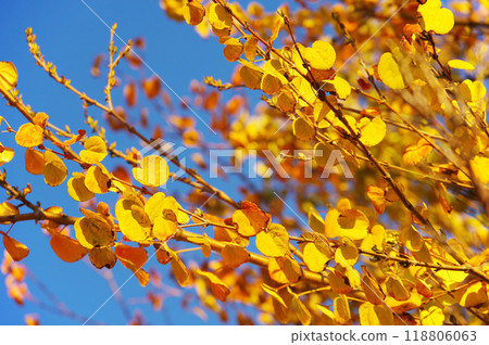 Yellow leaves of wigs 118806063