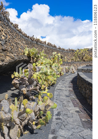 Many cactus plants along the protective wall in the cactus garden Jardin de Cactus of Lanzarote Many cactus plants along the protective wall in the cactus garden Jardin de Cactus of Lanzarote 118806123