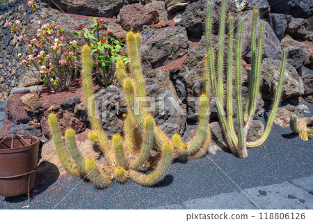 Close-up of a large cactus plant with yellow-green thick arms in the cactus garden Jardin de Cactus of Lanzarote Close-up of a large cactus plant with yellow-green thick arms in the cactus garden Jardin de Cactus of Lanzarote 118806126