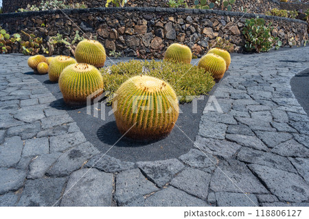 Echinocactus grusonii Cactus plant in the cactus garden Jardin de Cactus of Lanzarote 118806127