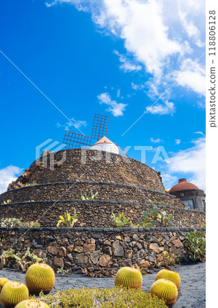 Echinocactus grusonii cactus plants in the foreground and the windmill in the background in the cactus garden Jardin de Cactus of Lanzarote 118806128