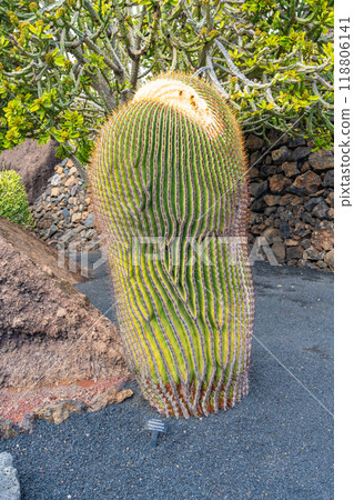Close-up of a very thick and large cactus in the cactus garden Jardin de Cactus of Lanzarote 118806141
