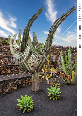 Extremely large cactus with many cactus arms in the cactus garden Jardin de Cactus of Lanzarote Extremely large cactus with many cactus arms in the cactus garden Jardin de Cactus of Lanzarote 118806158