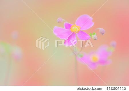 秋天的色彩，可愛的秋菊之美 118806210