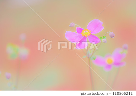 秋天的色彩，可愛的秋菊之美 118806211