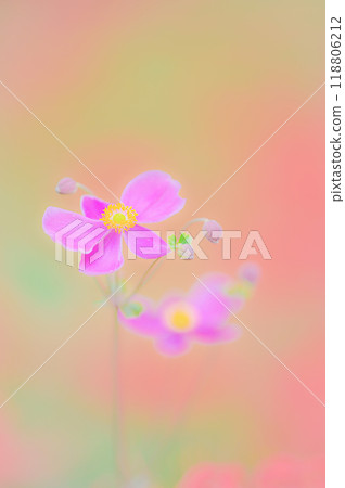 秋天的色彩，可愛的秋菊之美 118806212