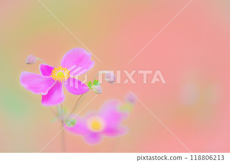 秋天的色彩，可愛的秋菊之美 118806213