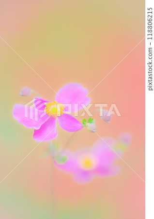 The colors of autumn and the beauty of the dainty autumn chrysanthemum The colors of autumn and the beauty of the dainty autumn chrysanthemum 118806215