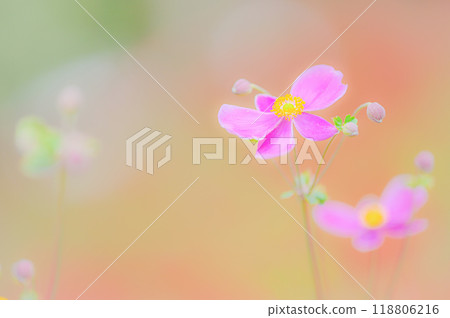 The colors of autumn and the beauty of the dainty autumn chrysanthemum The colors of autumn and the beauty of the dainty autumn chrysanthemum 118806216