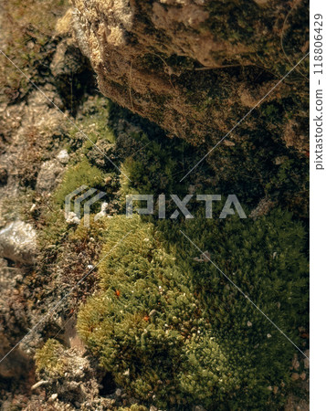 Close-up of Moss Growing on a Rocky Cliff Surface. High quality photo Close-up of Moss Growing on a Rocky Cliff Surface. High quality photo 118806429