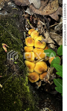 Bright Yellow Mushrooms Growing on Tree Trunk. High quality photo 118806470
