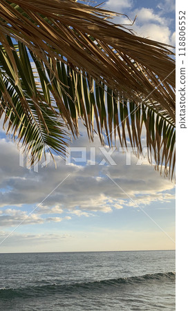 Tropical Palm Tree Against Cloudy Sky. High quality photo 118806552