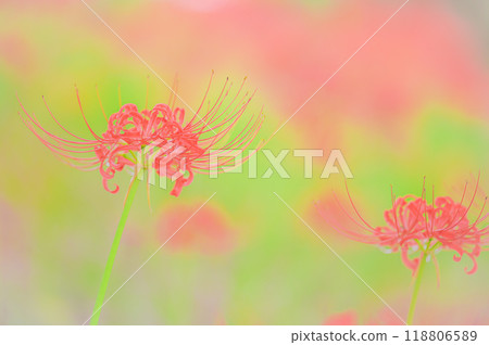 Red spider lilies herald the coming of autumn 118806589