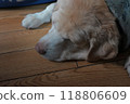 Sleeping face of an old Labrador retriever 118806609