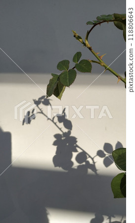 A shadow of a rose branch cast on a white wall in soft lighting, creating a minimalistic aesthetic. High quality photo A shadow of a rose branch cast on a white wall in soft lighting, creating a minimalistic aesthetic. High quality photo 118806643