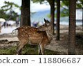 lazy deer 118806687