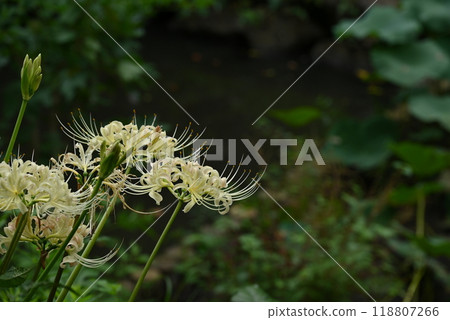 White bamboo shoots 118807266