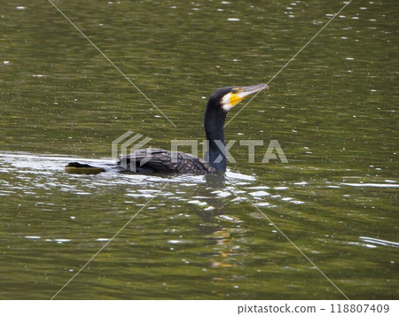 A cormorant gliding across the water A cormorant gliding across the water 118807409