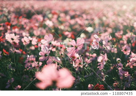 Cosmos field Cosmos field 118807435