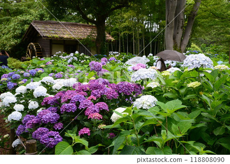 七彩繡球花☆mar_lapin 118808090