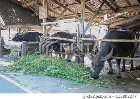 Thai Buffalo graze at the farm, focus selective Thai Buffalo graze at the farm, focus selective 118808277