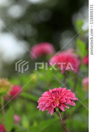 Dalia in full bloom 118808331