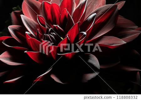 Dalia in full bloom 118808332