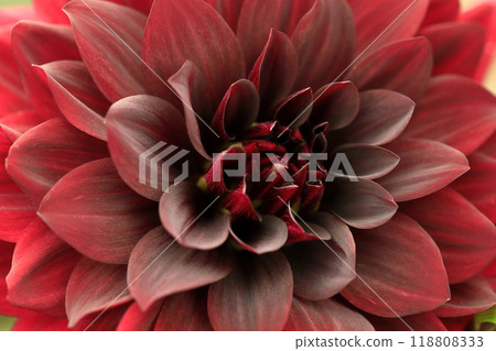 Dalia in full bloom 118808333