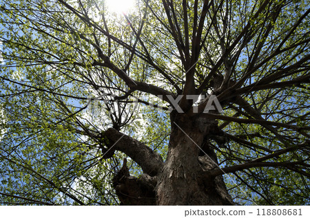 埼玉縣本莊市兒玉町保野市的御靈稻荷神社 118808681