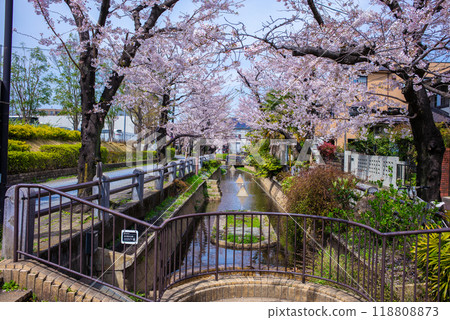 Beautiful cherry blossoms at Nonagawa Waterfront Park in Setagaya, Tokyo Beautiful cherry blossoms at Nonagawa Waterfront Park in Setagaya, Tokyo 118808873