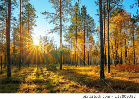 Sunny autumn day in the forest 118809388