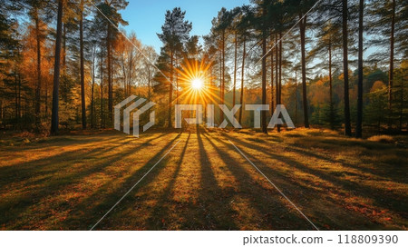 Sunny autumn day in the forest 118809390