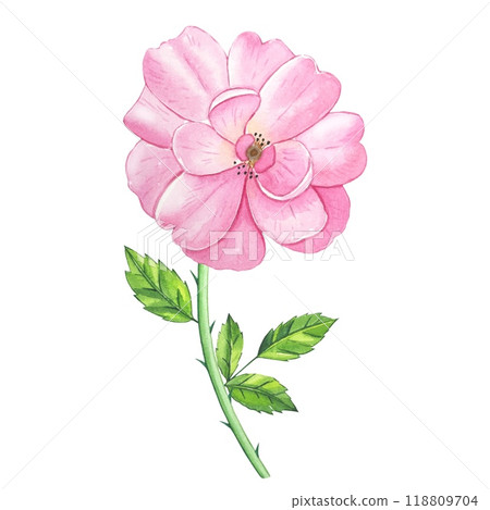Hand drawn pink tea rose bud. Watercolor illustration Hand drawn pink tea rose bud. Watercolor illustration 118809704