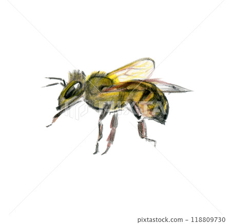 Left facing bee Left facing bee 118809730