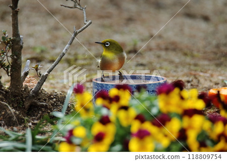 A white-eye flew into the garden. A white-eye flew into the garden. 118809754