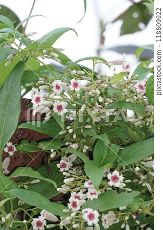 Paragonimal flower Paragonimal flower 118809922