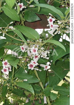 Paragonimal flower 118809924