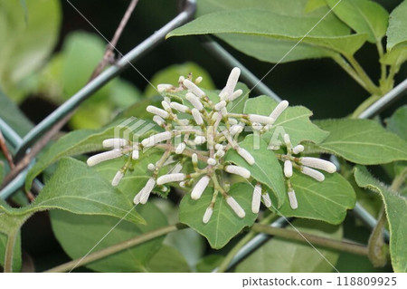 Paragonimal flower Paragonimal flower 118809925