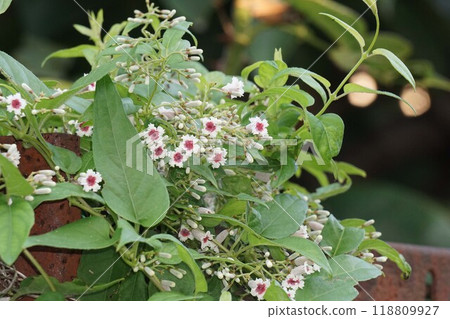 Paragonimal flower Paragonimal flower 118809927