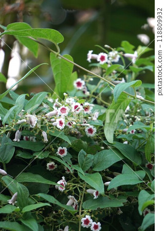 Paragonimal flower Paragonimal flower 118809932