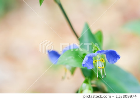 鴨蹠草 鴨蹠草 118809974