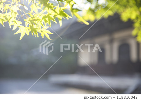 南禪寺,藍色的楓葉在清晨的陽光下閃閃發光 南禪寺,藍色的楓葉在清晨的陽光下閃閃發光 118810042