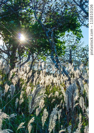 The silver grass is shining 118810106