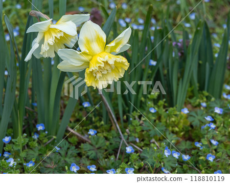 Yellow double-flowered daffodils blooming among persea gracilis Yellow double-flowered daffodils blooming among persea gracilis 118810119