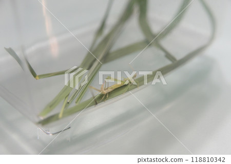 Grasshopper molting ☆mar_lapin 118810342