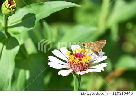 A skipper butterfly sucking nectar from a zinnia A skipper butterfly sucking nectar from a zinnia 118810440