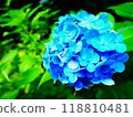 盛開的藍色繡球花 118810481