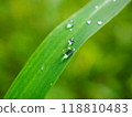 滴在草地上 118810483