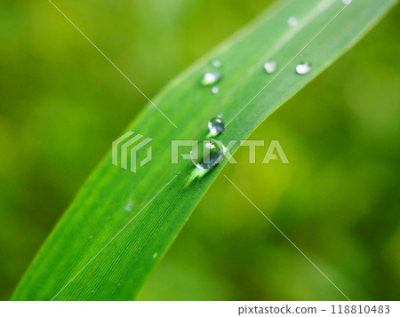 滴在草地上 118810483