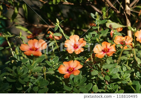 Portulaca flower 118810495